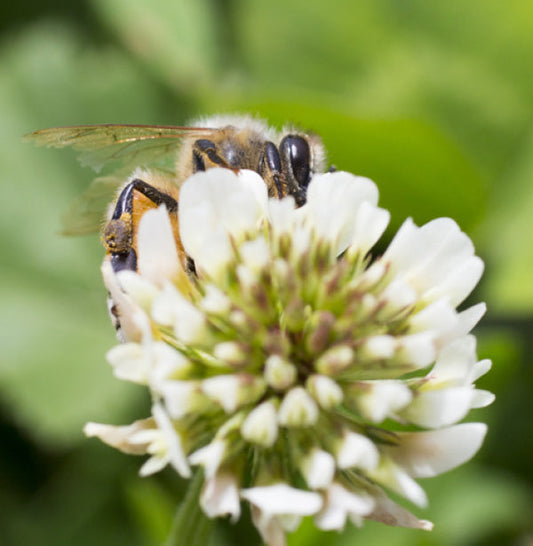 Bee on clover flower