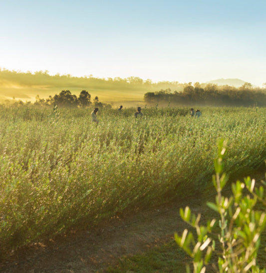 Olive leaf farm