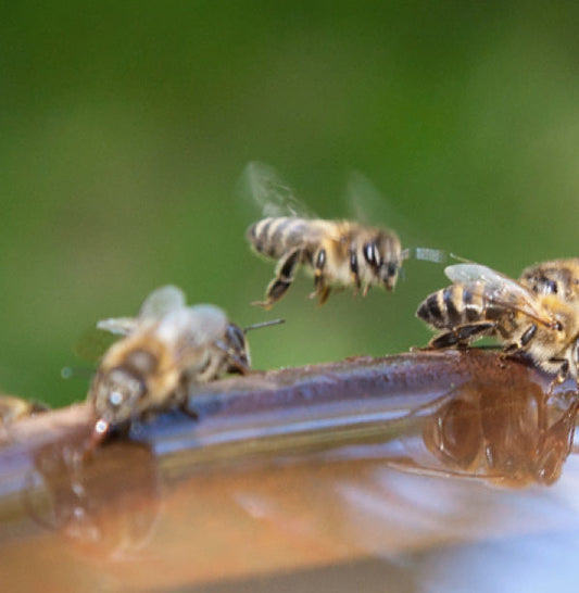 What is Propolis