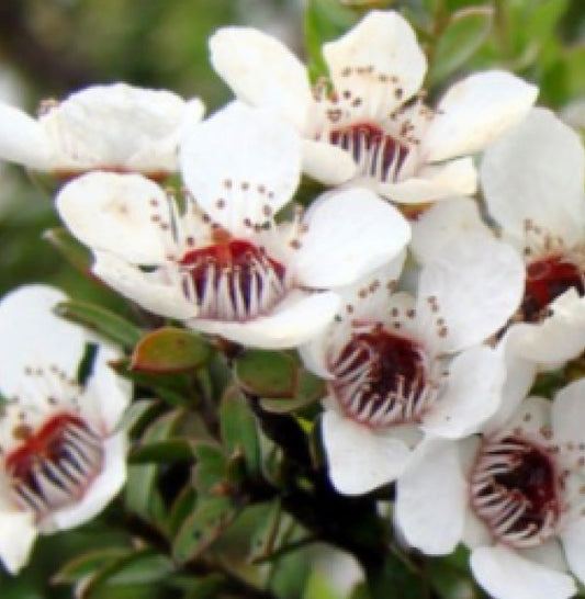 Manuka flower