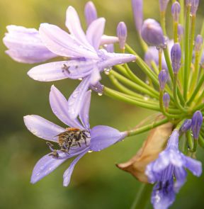 Bee on Agapanthas