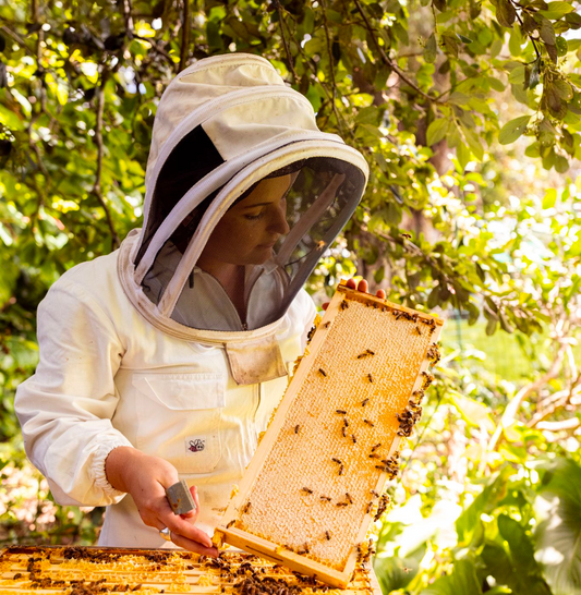 How bee propolis protects the health of the hive