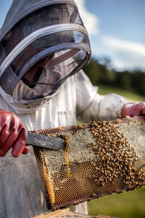 Beekeeper with honey super