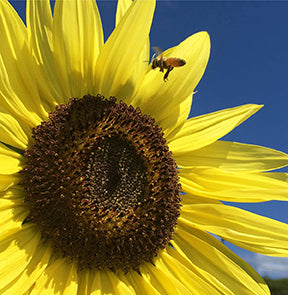 Bee on Sunflower