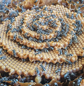 Native bee hive