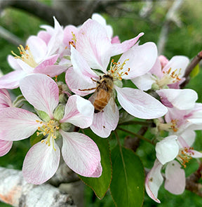 Bee on pink and white flower