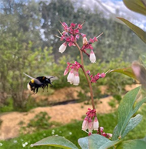 Bumblebee and flower