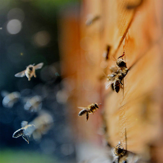 Bees in Winter