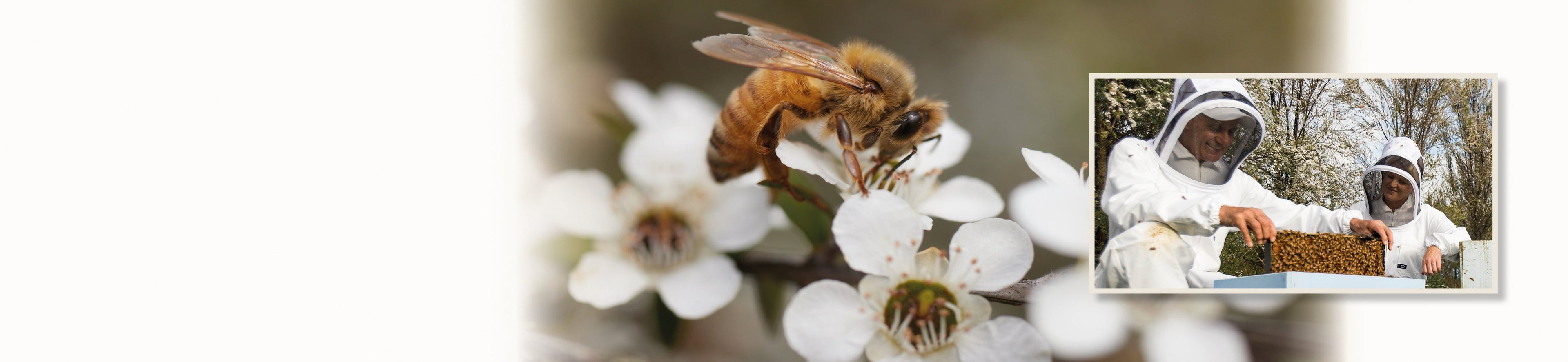 honey bee on manuka flower and beekeepers checking on hives