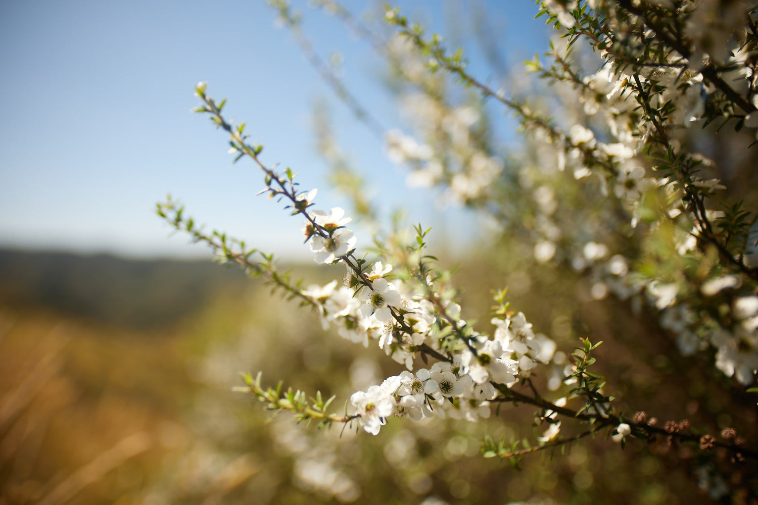 close up of manuka flower in remote areas of new zealand
