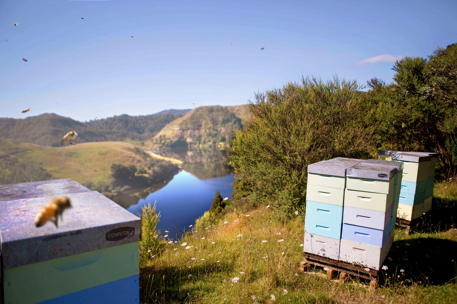 hives high on a hill
