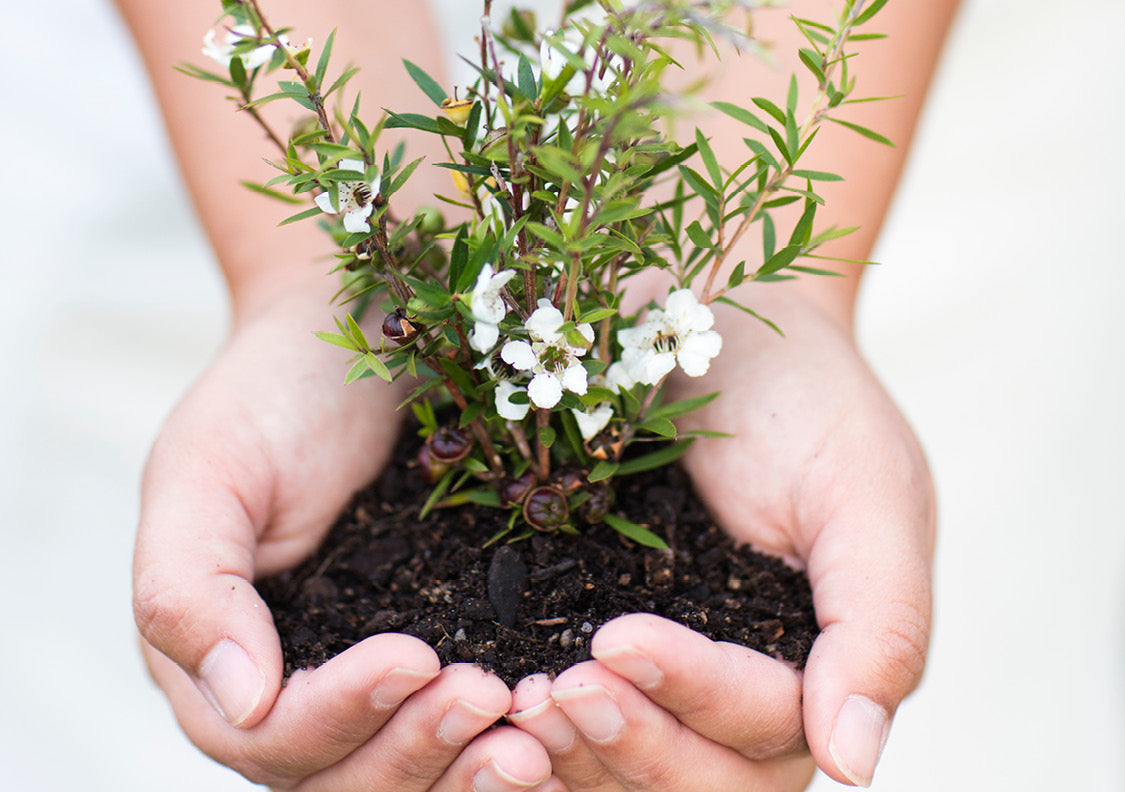 manuka seedling