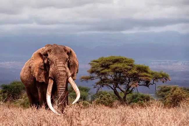 elephant in Africa