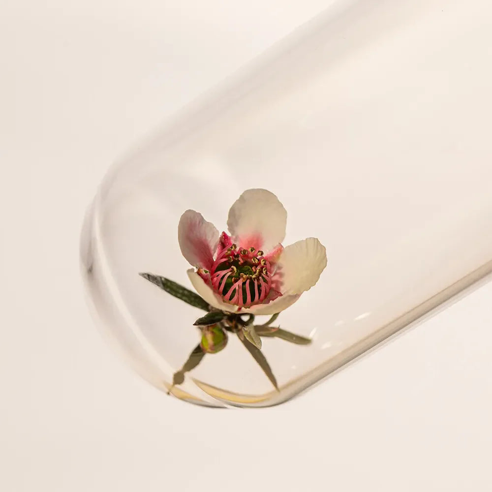 manuka flower in a test tube