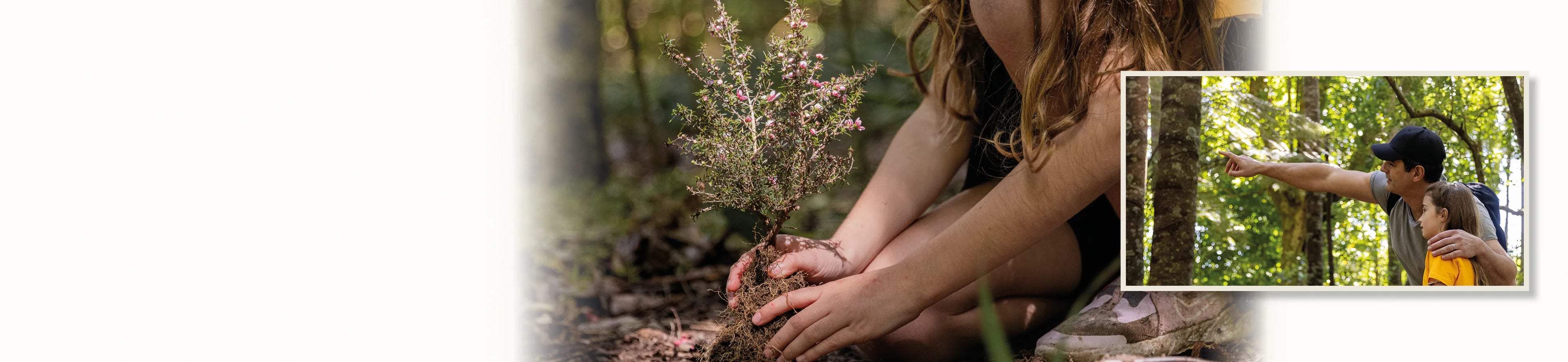 manuka seedling being planted