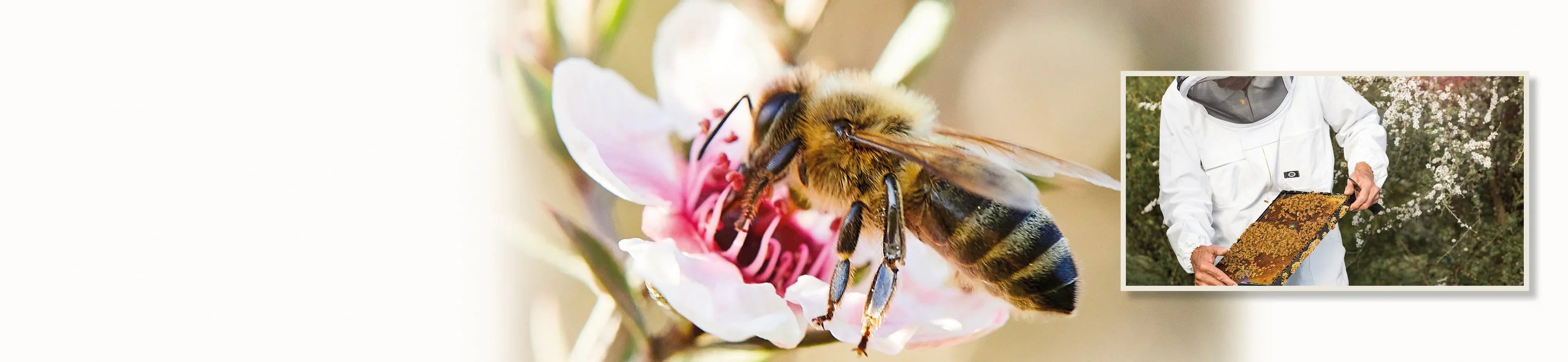 close up of bee on manuka flower