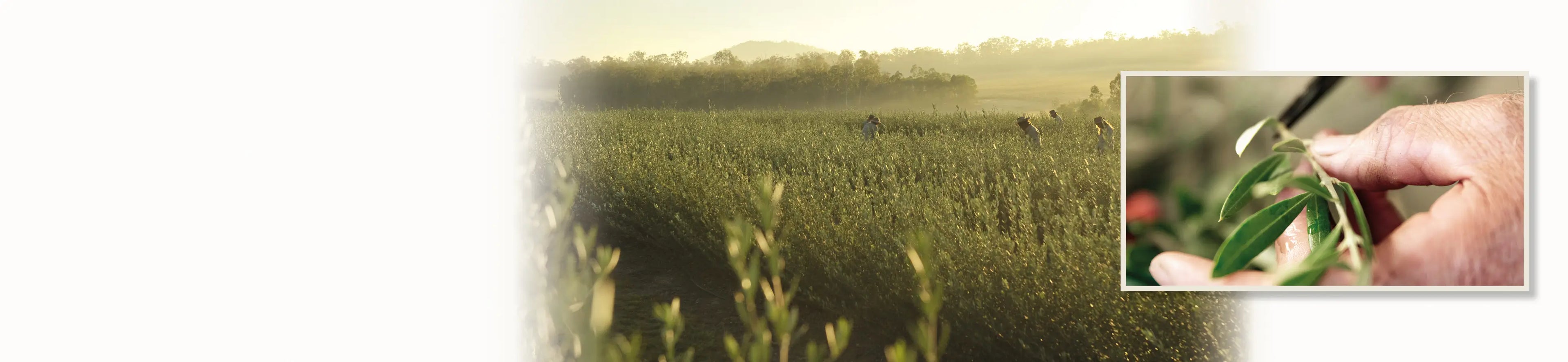 Olive leaf farm