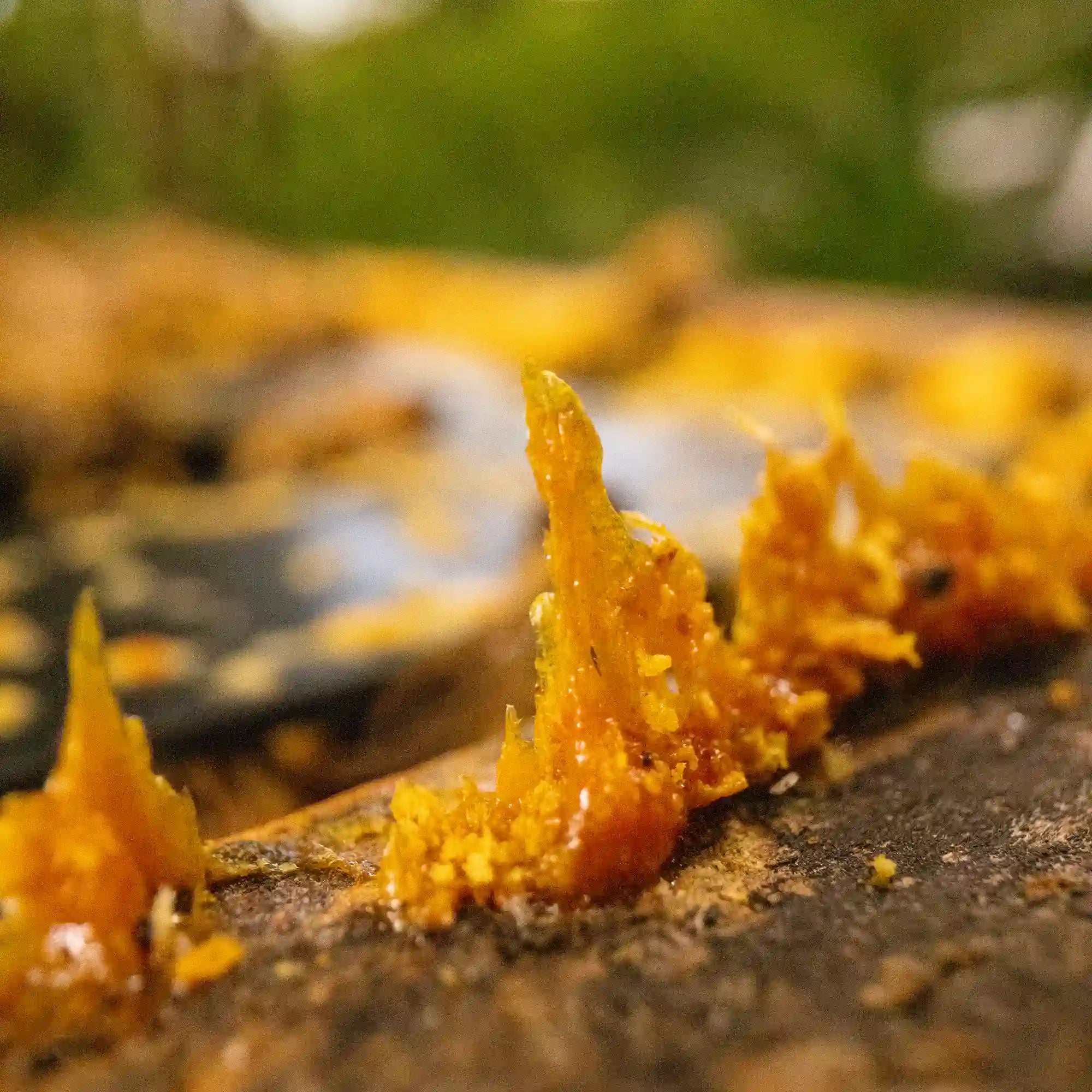 shard of propolis on the edge of the hive