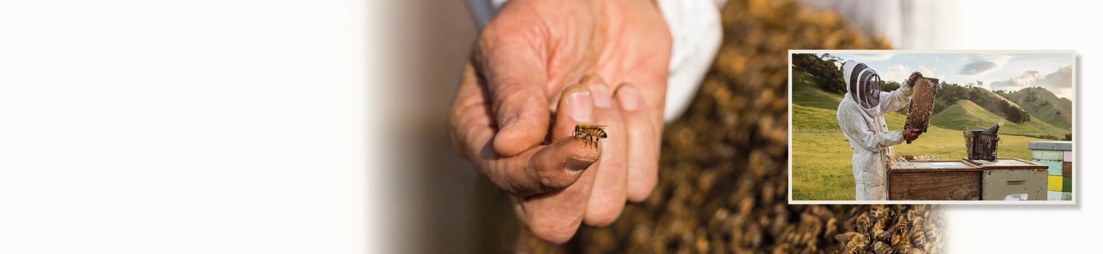 close up of a honey bee on keepers finger