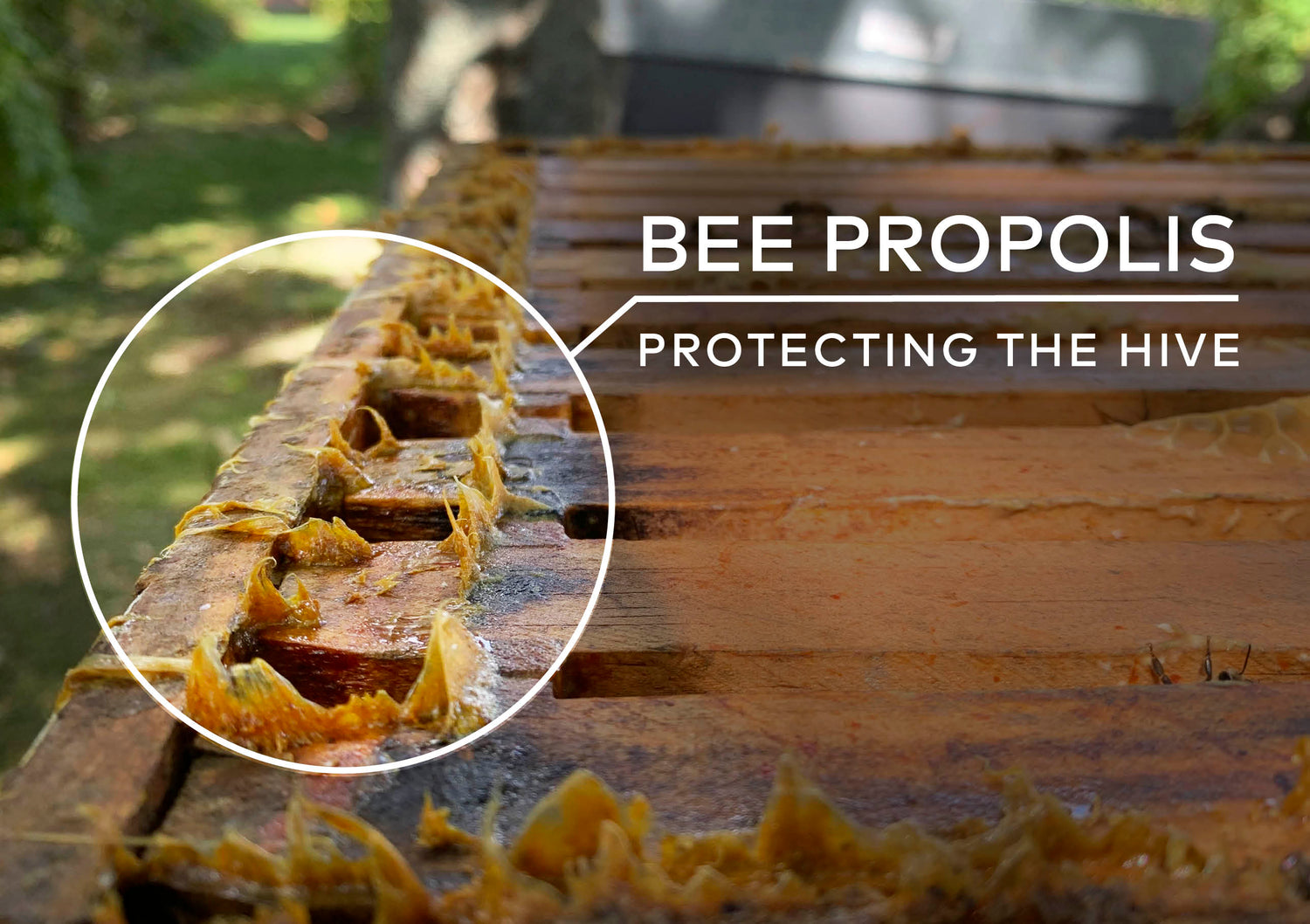 close up of propolis on a hive