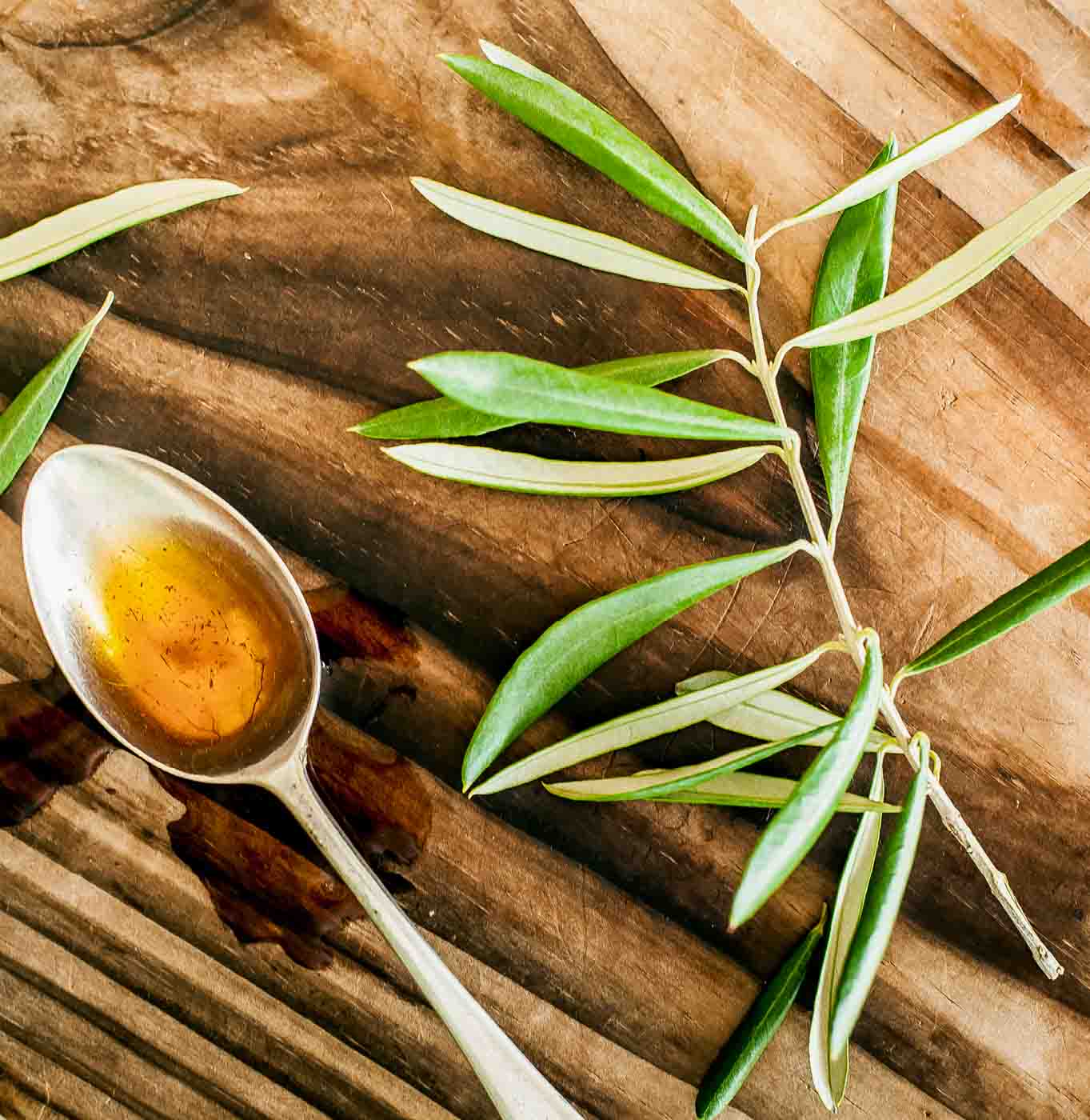 a spoonful of olive leaf extract