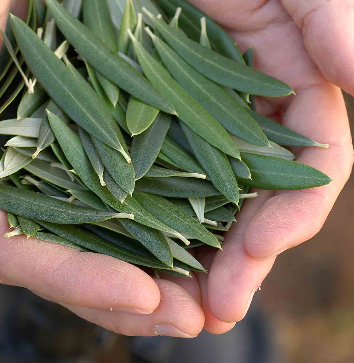 olive leaves in hands