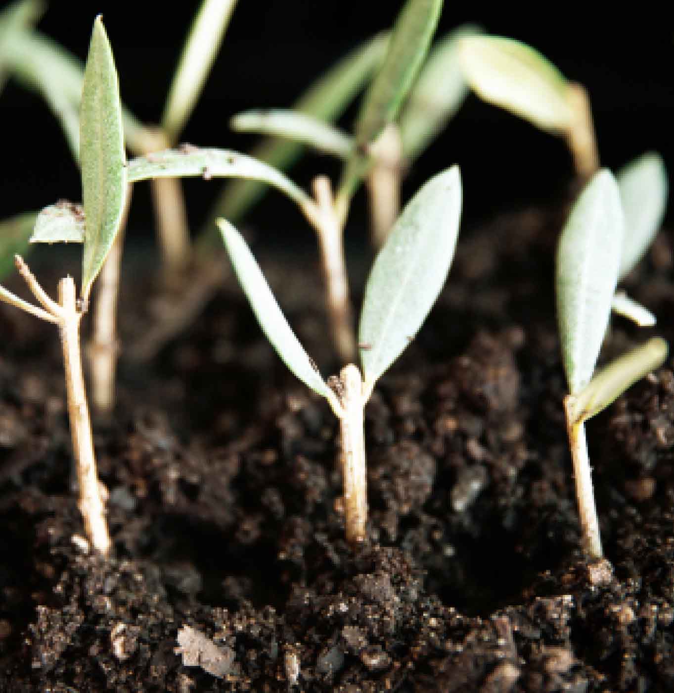 olive leaf seedlings