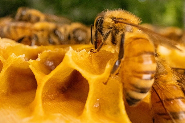 close up of a bee forming the cells of a hive