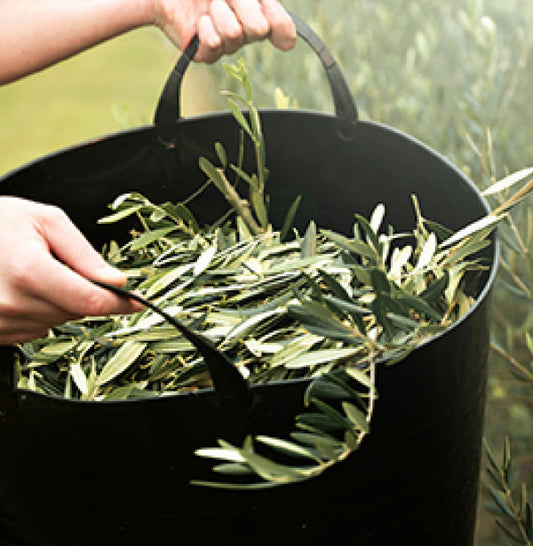 Olive leaves in a bushel