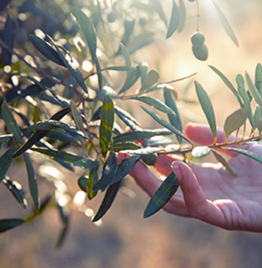 Olive tree