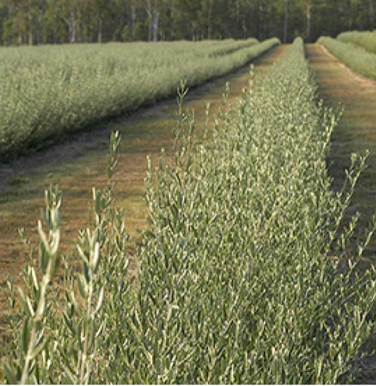 Our Olive Leaf History