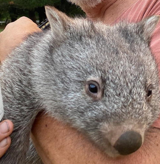 Wombat