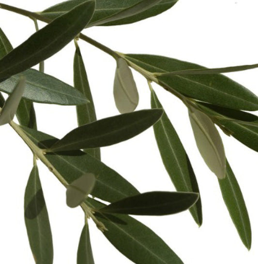 Olive Leaves