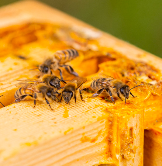 Propolis – How is propolis created?