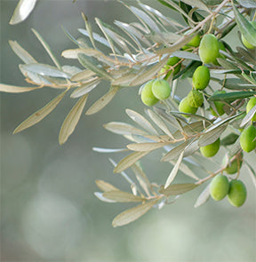 Olive an olive trees