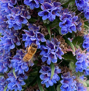 Bees on Purple flowers