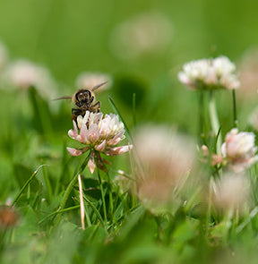 Bee on clover