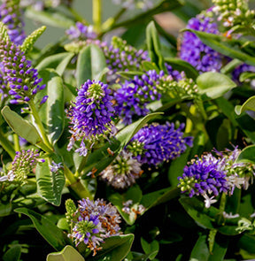 Purple Flower