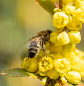 bee on yellow flower