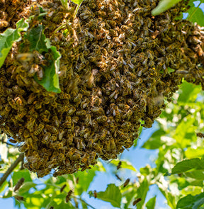 Bee swarm