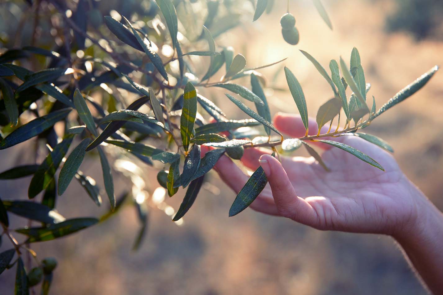 olive leafs in the sun