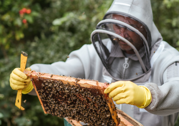 bee keeper tending a hive