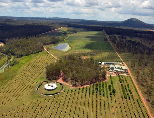australian olive farm